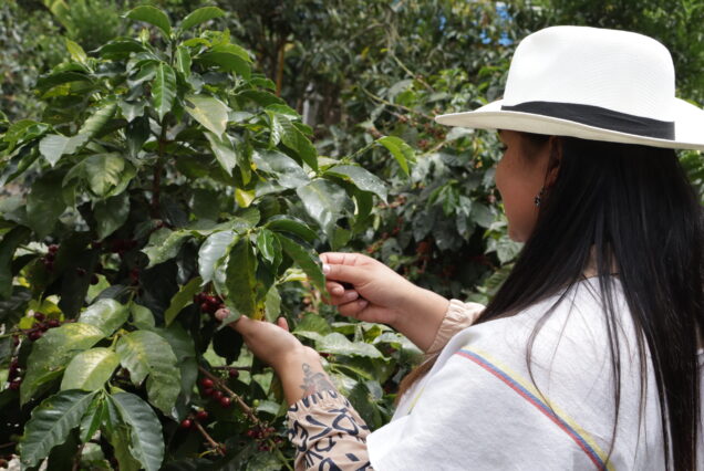 "Visitor picking coffee beans during guided Coffee Farm Tour in rural Colombia"
