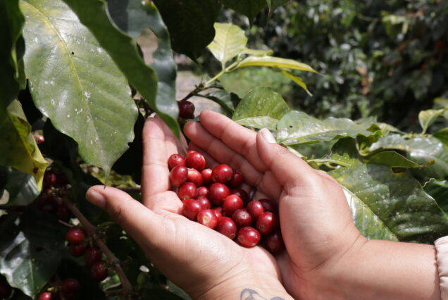 Colombian coffee plants on eco-friendly farm visited during Coffee Tour near Bogotá"