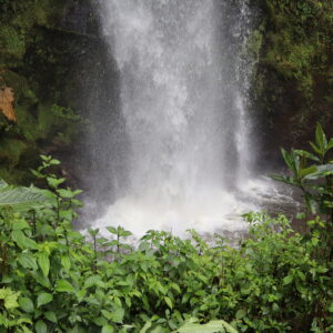 "La Chorrera and Chiflón hike trail through Andean forest" -