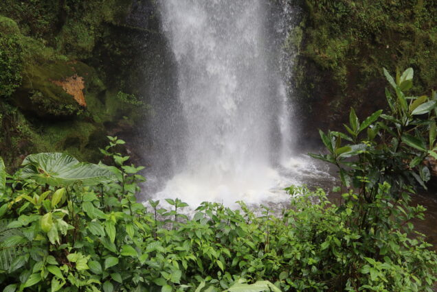 "La Chorrera and Chiflón hike trail through Andean forest" -