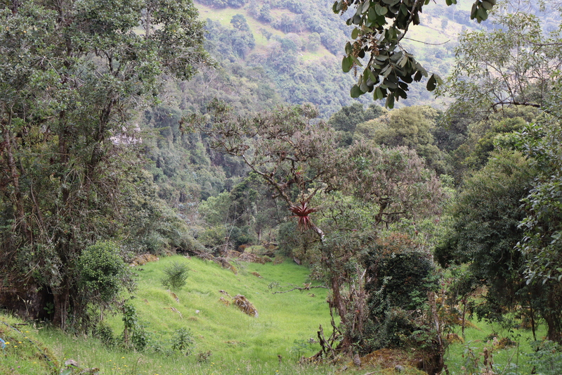 Chorrera Hike Tour Bogotá caminata por bosque de niebl